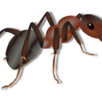 ant