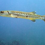Barracuda