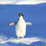 linux