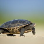 Terrapin